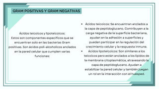 Ácidos teicoicos y lipoteicoicos:
Estos son componentes específicos que se
encuentran solo en las bacterias Gram
positivas. Son ácidos poli-alcoholicos anclados
en la pared celular que cumplen varias
funciones:
GRAM POSITIVAS Y GRAM NEGATIVAS
Ácidos teicoicos: Se encuentran anclados a
la capa de peptidoglucano. Contribuyen a la
carga negativa de la superficie bacteriana,
ayudan en la adhesión a superficies y
pueden participar en la regulación del
crecimiento celular y la respuesta inmune.
Ácidos lipoteicoicos: Son similares a los
teicoicos pero están anclados a los lípidos de
la membrana citoplasmática, atravesando la
capa de peptidoglucano. Ayudan a
estabilizar la pared celular y también juegan
un rol en la interacción con el huésped.
 