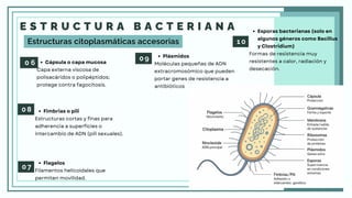 E S T R U C T U R A B A C T E R I A N A
0 6
Flagelos
Filamentos helicoidales que
permiten movilidad.
0 7
Fimbrias o pili
Estructuras cortas y finas para
adherencia a superficies o
intercambio de ADN (pili sexuales).
0 8
Plásmidos
Moléculas pequeñas de ADN
extracromosómico que pueden
portar genes de resistencia a
antibióticos
0 9
Estructuras citoplasmáticas accesorias
Cápsula o capa mucosa
Capa externa viscosa de
polisacáridos o polipéptidos;
protege contra fagocitosis.
1 0
Esporas bacterianas (solo en
algunos géneros como Bacillus
y Clostridium)
Formas de resistencia muy
resistentes a calor, radiación y
desecación.
 