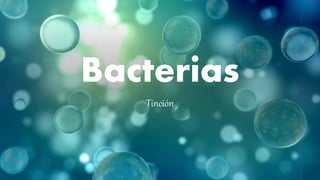 Bacterias
Tinción
 