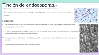 Tinción de endoesporas.-
 Metodología utilizada para colorear las estructuras de resistencias de algunas bacterias.
 Los...