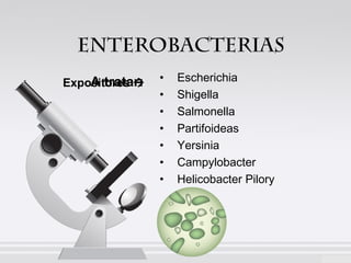 EnteroBACTERIAS
A tratar:
Expositores 

•
•
•
•
•
•
•

Escherichia
Shigella
Salmonella
Partifoideas
Yersinia
Campylobacter
Helicobacter Pilory

 
