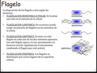 Flagelo
La disposición de los flagelos varía según las
bacterias:
• FLAGELACION MONOTRICA O POLAR: Se localiza
uno solo en el extremo de la célula.
• FLAGELACION LOFOTRICA; En ocasiones puede
surgir un penacho de flagelos en los extremos de
la célula.
• FLAGELACION ANFITRICA: Se tiene un solo
flagelo en cada uno de los dos extremos opuestos
(un solo flagelo opera a la vez, permitiendo a la
bacteria revertir rápidamente el movimiento
cambiando el flagelo que está activo).
• FLAGELACION PERITRICA: Los flagelos se
distribuyen por varios lugares de la superficie
celular.
 