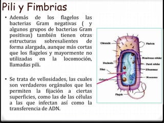 Pili y Fimbrias
• Además de los flagelos las
bacterias Gram negativas ( y
algunos grupos de bacterias Gram
positivas) también tienen otras
estructuras sobresalientes de
forma alargada, aunque más cortas
que los flagelos y mayormente no
utilizadas en la locomoción,
llamadas pili.
• Se trata de vellosidades, las cuales
son verdaderos orgánulos que les
permiten la fijación a ciertas
superficies, como las de las células
a las que infectan así como la
transferencia de ADN.
 