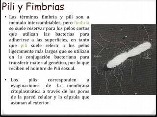 Pili y Fimbrias
• Los términos fimbria y pili son a
menudo intercambiables, pero fimbria
se suele reservar para los pelos cortos
que utilizan las bacterias para
adherirse a las superficies, en tanto
que pili suele referir a los pelos
ligeramente más largos que se utilizan
en la conjugación bacteriana para
transferir material genético, por lo que
reciben el nombre de Pili sexual.
• Los pilis corresponden a
evaginaciones de la membrana
citoplasmática a través de los poros
de la pared celular y la cápsula que
asoman al exterior.
 
