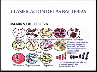 CLASIFICACION DE LAS BACTERIAS
0 SEGÚN SU MORFOLOGIA
 