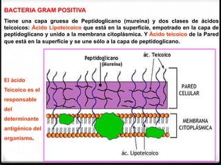 BACTERIA GRAM POSITIVA
Tiene una capa gruesa de Peptidoglicano (mureina) y dos clases de ácidos
teicoicos: Ácido Lipoteicoico que está en la superficie, empotrado en la capa de
peptidoglicano y unido a la membrana citoplásmica. Y Ácido teicoico de la Pared
que está en la superficie y se une sólo a la capa de peptidoglicano.
El ácido
Teicoico es el
responsable
del
determinante
antigénico del
organismo.
 