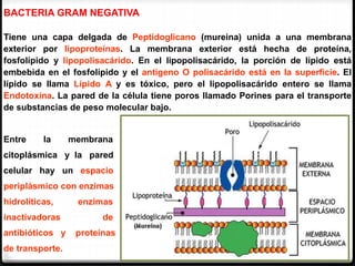 BACTERIA GRAM NEGATIVA
Tiene una capa delgada de Peptidoglicano (mureina) unida a una membrana
exterior por lipoproteínas. La membrana exterior está hecha de proteína,
fosfolípido y lipopolisacárido. En el lipopolisacárido, la porción de lípido está
embebida en el fosfolípido y el antígeno O polisacárido está en la superficie. El
lípido se llama Lípido A y es tóxico, pero el lipopolisacárido entero se llama
Endotoxina. La pared de la célula tiene poros llamado Porines para el transporte
de substancias de peso molecular bajo.
Entre la membrana
citoplásmica y la pared
celular hay un espacio
periplásmico con enzimas
hidrolíticas, enzimas
inactivadoras de
antibióticos y proteínas
de transporte.
 