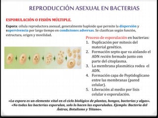 REPRODUCCIÓN ASEXUAL EN BACTERIAS
ESPORULACIÓN O FISIÓN MÚLTIPLE.
Espora: célula reproductora asexual, generalmente haploide que permite la dispersión y
supervivencia por largo tiempo en condiciones adversas. Se clasifican según función,
estructura, origen y movilidad.
«La espora es un elemento vital en el ciclo biológico de plantas, hongos, bacterias y algas».
«No todas las bacterias esporulan, solo lo hacen las esporuladas. Ejemplo: Bacteria del
Ántrax, Botulismo y Tétano».
Proceso de esporulación en bacterias:
1. Duplicación por mitosis del
material genético.
2. Formación septo que va aislando el
ADN recién formado junto con
parte del citoplasma.
3. La membrana plasmática rodea el
ADN.
4. Formación capa de Peptidoglicano
entre las membranas (pared
celular).
5. Liberación al medio por lisis
celular o esporulación.
 
