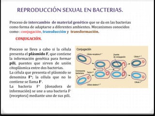 REPRODUCCIÓN SEXUAL EN BACTERIAS.
Proceso de intercambio de material genético que se da en las bacterias
como forma de adaptarse a diferentes ambientes. Mecanismos conocidos
como : conjugación, transducción y transformación.
CONJUGACIÓN.
Proceso se lleva a cabo si la célula
presenta el plásmido F, que contiene
la información genética para formar
pili, puentes que sirven de unión
citoplásmica entre dos bacterias.
La célula que presenta el plásmido se
denomina F+; la célula que no lo
contiene se llama F-.
La bacteria F+ (donadora de
información) se une a una bacteria F-
(receptora) mediante uno de sus pili.
 
