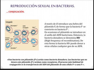 REPRODUCCIÓN SEXUAL EN BACTERIAS.
… CONJUGACIÓN.
«Una bacteria con plásmido (F+) actúa como bacteria donadora. Las bacterias que no
tienen este plásmido (F-) actúan como receptoras. El proceso más habitual de
conjugación es la transferencia del ADN del plásmido de una célula F+ a una F-» .
A través de él introduce una hebra del
plásmido F, de forma que la bacteria F- se
convierte en bacteria F+.
En ocasiones el plásmido se introduce en
el anillo del ADN bacteriano. Entonces, la
bacteria donadora se denomina Hfr
(High frequency of recombination). De
esta forma la bacteria Hfr puede donar a
otras células cualquier gen de su ADN.
 