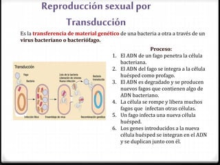 Reproducción sexual por
Transducción
Es la transferencia de material genético de una bacteria a otra a través de un
virus bacteriano o bacteriófago.
Proceso:
1. El ADN de un fago penetra la célula
bacteriana.
2. El ADN del fago se integra a la célula
huésped como profago.
3. El ADN es degradado y se producen
nuevos fagos que contienen algo de
ADN bacteriano.
4. La célula se rompe y libera muchos
fagos que infectan otras células.
5. Un fago infecta una nueva célula
huésped.
6. Los genes introducidos a la nueva
célula huésped se integran en el ADN
y se duplican junto con él.
 