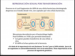 REPRODUCCIÓN SEXUAL POR TRANSFORMACIÓN
Proceso en el cual fragmentos de ADN de una célula bacteriana desintegrada
dispersos en el medio donde vive, son captados por otra célula bacteriana.
Mecanismo descubierto por el bacteriólogo Inglés
Fred Grfifiths en 1928, que permitió demostrar:
 Los genes pueden transferirse de una célula a
otra.
 El ADN es la bas química de la herencia.
«Se duda de la importancia de este fenómeno “in vivo”, pues el ADN aislado, fuera de
un organismo es extraordinariamente raro en la naturaleza. Tiene importancia en los
procesos de ingeniería genética».
 