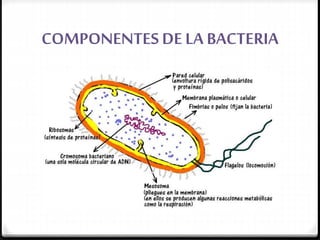 COMPONENTESDE LA BACTERIA
 