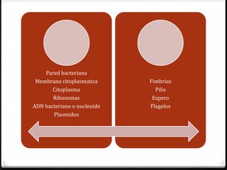 Pared bacteriana
Membrana citoplasmatica
Citoplasma
Ribosomas
ADN bacteriano o nucleoide
Plasmidos
Fimbrias
Pilis
Espero
Flagelos
 