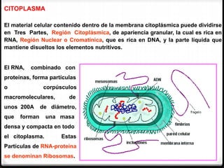 CITOPLASMA
El material celular contenido dentro de Ia membrana citoplásmica puede dividirse
en Tres Partes, Región Citoplásmica, de apariencia granular, la cual es rica en
RNA, Región Nuclear o Cromatínica, que es rica en DNA, y la parte líquida que
mantiene disueltos los elementos nutritivos.
El RNA, combinado con
proteínas, forma partículas
o corpúsculos
macromoleculares, de
unos 200A de diámetro,
que forman una masa
densa y compacta en todo
el citoplasma. Estas
Partículas de RNA-proteína
se denominan Ribosomas.
 