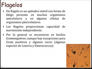 Flagelos
• Un flagelo es un apéndice móvil con forma de
látigo presente en muchos organismos
unicelulares y en algunas células de
organismos pluricelulares.
• Los flagelos proporcionan capacidad de
movimiento independiente.
• Por lo general se encuentran en bacilos
Gramnegativos, aunque hay excepciones para
Gram positivos y algunos cocos (algunas
especies de Listeria y Enterococcus)
 