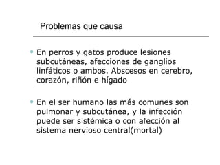 Problemas que causa En perros y gatos produce lesiones subcutáneas, afecciones de ganglios linfáticos o ambos. Abscesos en cerebro, corazón, riñón e hígado En el ser humano las más comunes son pulmonar y subcutánea, y la infección puede ser sistémica o con afección al sistema nervioso central(mortal) 