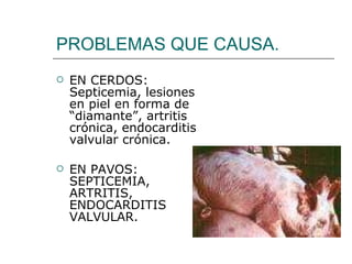 PROBLEMAS QUE CAUSA. EN CERDOS:  Septicemia, lesiones en piel en forma de “diamante”, artritis crónica, endocarditis valvular crónica. EN PAVOS: SEPTICEMIA, ARTRITIS, ENDOCARDITIS VALVULAR. 