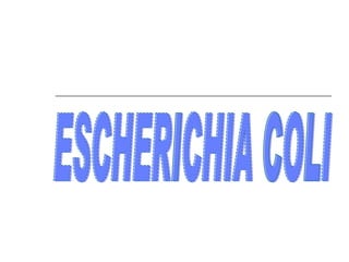 ESCHERICHIA COLI 