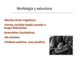 Morfología y estructura Bacilos Gram negativos. Forma variable desde cocoide a largos filamentos. Anaerobios facultativos.  No móviles. Oxidasa positiva, urea positiva 