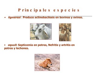 Principales especies lignieresi   :   Produce actinobacilosis en bovinos y ovinos.  equuli : Septicemia en potros, Nefritis y artritis en  potros y lechones.   