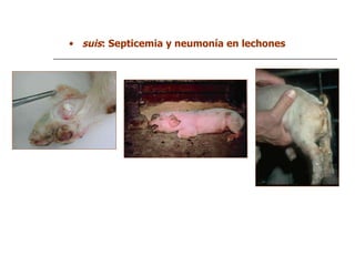 suis : Septicemia y neumonía en lechones 