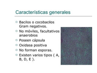 Características generales Bacilos o cocobacilos Gram negativos. No móviles, facultativos anaerobios Poseen cápsula Oxidasa positiva No forman esporas. Existen varios tipos ( A, B, D, E ). 