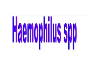 Haemophilus spp 