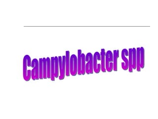Campylobacter spp 