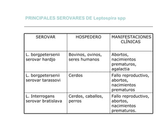PRINCIPALES SEROVARES DE Leptospira spp Fallo reproductivo, abortos, nacimientos prematuros. Cerdos, caballos, perros L. Interrogans serovar bratislava Fallo reproductivo, abortos, nacimientos prematuros Cerdos L. borgpetersenii serovar tarassovi Abortos, nacimientos prematuros, agalactia Bovinos, ovinos, seres humanos L. borgpetersenii serovar hardjo MANIFESTACIONES CLÍNICAS  HOSPEDERO SEROVAR 