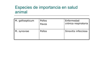 Especies de importancia en salud animal Sinovitis infecciosa Pollos M. synoviae Enfermedad crónica respiratoria Pollos  Pavos M. gallisepticum 