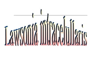 Lawsonia intracelullaris 