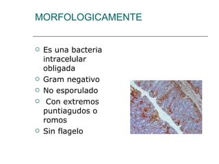 MORFOLOGICAMENTE Es una bacteria intracelular obligada Gram negativo  No esporulado  Con extremos puntiagudos o romos  Sin flagelo  