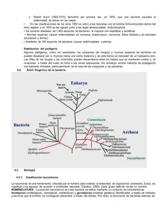  Robert Koch (1843-1910) demostró por primera vez, en 1876, que una bacteria causaba la
enfermedad de ántrax en las ovejas
• En las clasificaciones de los años 1850 se ubicó a las bacterias con el nombre Schizomycetes dentro del
reino vegetal y en 1875 se las agrupó junto a las algas verdeazuladas enSchizophyta
• Se conocen alrededor de 1.600 especies de bacterias, la mayoría son saprófitas y benéficas
• Muchas especies causan enfermedades en humanos (tuberculosis, neumonía, fiebre tifoidea) y en animales
(brucelosis y ántrax)
• Alrededor de 100 especies de bacterias causan enfermedades a plantas
Distribución del patógeno
Algunos patógenos, como los nematodos, las zoosporas (de hongos) y muchas especies de bacterias se
pueden desplazar por sí mismos hasta una cierta distancia y de esta forma se trasladan de un huésped a otro.
Las hifas de los hongos y los rizomorfos pueden desarrollarse entre los tejidos que se mantienen unidos y, en
ocasiones, a través del suelo en torno a las raíces adyacentes. Sin embargo, ambos métodos de propagación
son bastante limitados, particularmente en el caso de las zoosporas y las bacterias.
4.2. Árbol filogénico de la bacteria
4.3. Etiología
4.3.1. Clasificación taxonómica
La taxonomía es una herramienta utilizada por el hombre para ordenar la diversidad de organismos existentes. Estos, se
clasifican y se agrupan de acuerdo a similitudes naturales (Takatsu, 2000). Cada grupo definido recibe un nombre:
NOMENCLATURA. La posición taxonómica de cada bacteria se define mediante un conjunto de características
fenotípicas (morfológicas, serológicas, metabólicas) y genotípicas (material genético) identificadas a través de métodos
y técnicas que el hombre ha conseguido desarrollar a través del tiempo. Por tanto, la taxonomía de bacterias además de
 