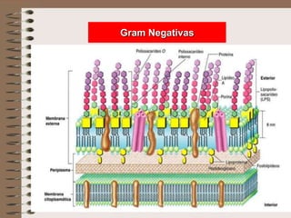Gram Negativas
 