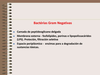 Bactérias Gram Negativas

   Camada de peptideoglicano delgada
   Membrana externa - fosfolípides, porinas e lipopolissacáridos
    (LPS). Proteción, filtración seletiva
   Espacio periplásmico - enzimas para a degradación de
    sustancias tóxicas.
 
