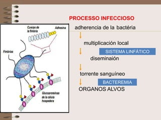 PROCESSO INFECCIOSO
 adherencia de la bactéria

    multiplicación local
             SISTEMA LINFÁTICO
       diseminaión

   torrente sanguíneo
            BACTEREMIA
  ORGANOS ALVOS
 