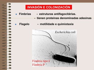 INVASIÓN E COLONIZACIÓN

   Fímbrias      - estruturas antifagocitárias.
                - tienen proteínas denominadas adesinas

   Flagelo        - motilidade e quimiotaxia

                                Escherichia coli




               Fímbria tipo I
               Fímbria P
 