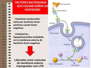 FACTORES BACTERIANOS
  QUE CAUSAN DAÑOS AO
       HOSPEDERO

o Exotoxinas produccidas
tanto por bactérias Gram-
positivas cuanto Gram-
negativas

o Endotoxinas -
lipopolissacarídeo embebido
en la membrana externa de
bactérias Gram-negativas




Liberadas como vesículas
   de membrana externa
  impregnadas com LPS
 
