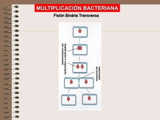 MULTIPLICACIÓN BACTERIANA
     Fisión Binária Transversa
 