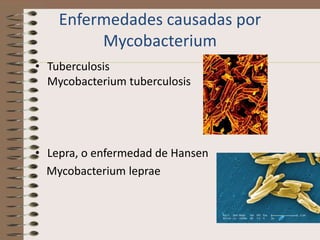 Enfermedades causadas por
         Mycobacterium
• Tuberculosis
  Mycobacterium tuberculosis




• Lepra, o enfermedad de Hansen
  Mycobacterium leprae
 
