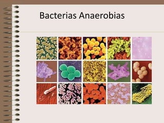 Bacterias Anaerobias
 