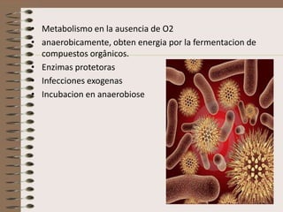 • Metabolismo en la ausencia de O2
• anaerobicamente, obten energia por la fermentacion de
  compuestos orgânicos.
• Enzimas protetoras
• Infecciones exogenas
• Incubacion en anaerobiose
 