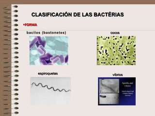 CLASIFICACIÓN DE LAS BACTÉRIAS
FORMA

                            cocos




         espiroquetas        víbrios
 
