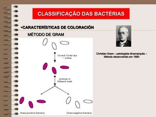 CLASSIFICAÇÃO DAS BACTÉRIAS

CARACTERÍSTICAS DE COLORACIÓN
  MÉTODO DE GRAM



                                 Christian Gram – patologista dinamarquês –
                                        Método desenvolvido em 1880
 