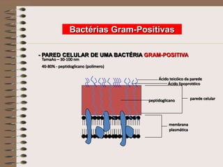 Bactérias Gram-Positivas

- PARED CELULAR DE UMA BACTÉRIA GRAM-POSITIVA
 TamaAo – 30-100 nm
 40-80% - peptidoglicano (polímero)

                                           Ácido teicóico da parede
                                                Ácido lipoprotéico


                                      peptidoglicano         parede celular




                                                membrana
                                                plasmática
 