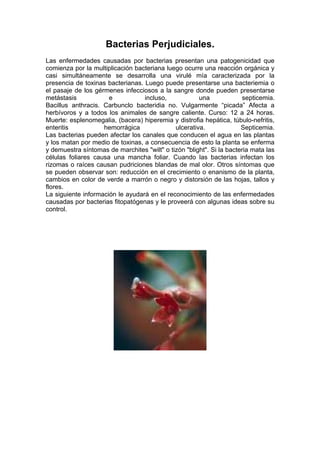 Bacterias Perjudiciales.
Las enfermedades causadas por bacterias presentan una patogenicidad que
comienza por la multiplicación bacteriana luego ocurre una reacción orgánica y
casi simultáneamente se desarrolla una virulé mía caracterizada por la
presencia de toxinas bacterianas. Luego puede presentarse una bacteriemia o
el pasaje de los gérmenes infecciosos a la sangre donde pueden presentarse
metástasis e incluso, una septicemia.
Bacillus anthracis. Carbunclo bacteridia no. Vulgarmente “picada” Afecta a
herbívoros y a todos los animales de sangre caliente. Curso: 12 a 24 horas.
Muerte: esplenomegalia, (bacera) hiperemia y distrofia hepática, túbulo-nefritis,
enteritis hemorrágica ulcerativa. Septicemia.
Las bacterias pueden afectar los canales que conducen el agua en las plantas
y los matan por medio de toxinas, a consecuencia de esto la planta se enferma
y demuestra síntomas de marchites "wilt" o tizón "blight". Si la bacteria mata las
células foliares causa una mancha foliar. Cuando las bacterias infectan los
rizomas o raíces causan pudriciones blandas de mal olor. Otros síntomas que
se pueden observar son: reducción en el crecimiento o enanismo de la planta,
cambios en color de verde a marrón o negro y distorsión de las hojas, tallos y
flores.
La siguiente información le ayudará en el reconocimiento de las enfermedades
causadas por bacterias fitopatógenas y le proveerá con algunas ideas sobre su
control.
 