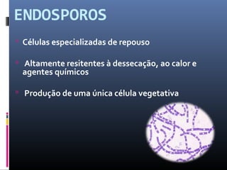 ENDOSPOROS 
 Células especializadas de repouso 
 Altamente resitentes à dessecação, ao calor e 
agentes químicos 
 Produção de uma única célula vegetativa 
 