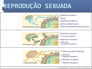 REPRODUÇÃO SEXUADA 
 
