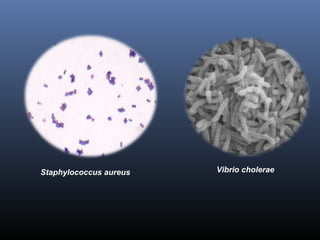 Staphylococcus aureus Vibrio cholerae 
 